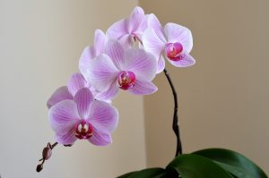 piante-bagno-orchidea